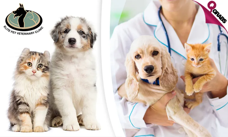 Shield your Pet with a Vaccination & Consultation!